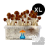 GetMagic Golden Teacher+ XL Grow Kit