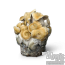 Hillbilly Pumpkin paddenstoelen kweekset Cloud920