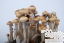 GetMagic Cambodian Growkit