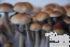 McKennaii psilocybe cubensis