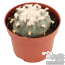 Peyote 6-7 cm