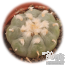 Peyote
