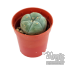 Peyote 3-4 cm