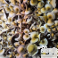 Yellow Umbo Psilocybe cubensis