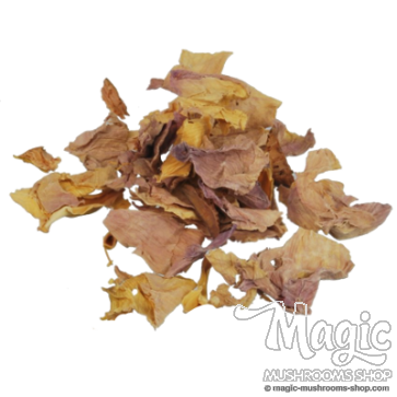 Pink Lotus Flowers | Nelumbo Nucifera 