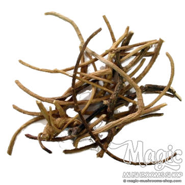 African Dream Root | Silene Capensis | 5 grams 