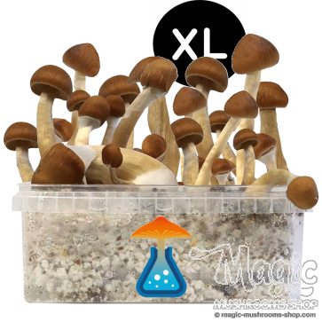 GetMagic B+ XL Grow Kit