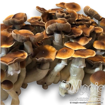 Leucistic Burma psilocybe cubensis Spore Print  Leucistic Burma psilocybe cubensis Spore Print