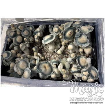 Blue Ghost cubensis