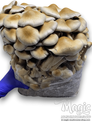 Cascadian Teacher Psilocybe cubensis Cascadian Teacher Psilocybe cubensis