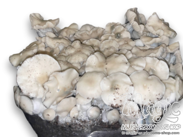 20cc Burma cubensis Spore Syringe with 500 g.p.p. ml