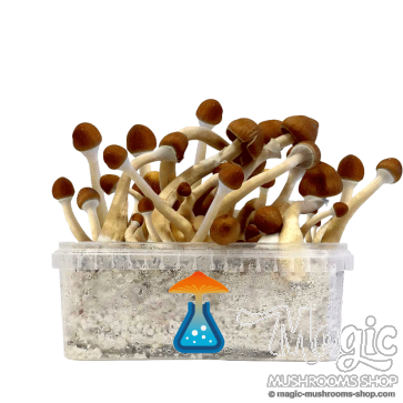 GetMagic Ecuador+ Magic Mushrooms Grow Kit