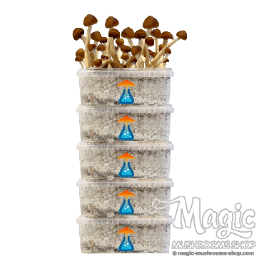 GetMagic® Grow kit Discount 5 Pack GetMagic® Grow kit Discount 5 Pack