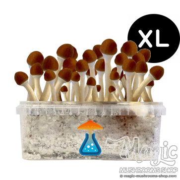 GetMagic Golden Teacher+ XL Grow Kit