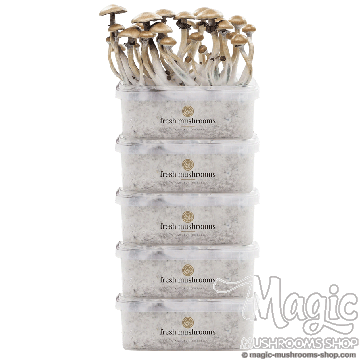 FreshMushrooms® grow kit Discount 5 pack