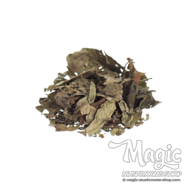 Chacruna Psychotria viridis  