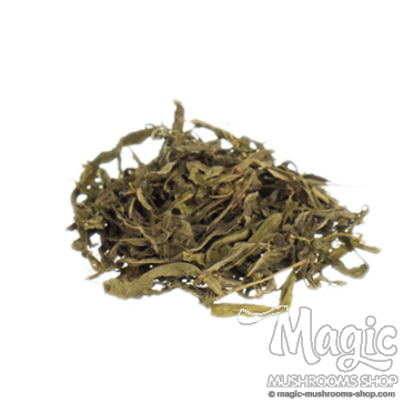 Sinicuichi | Heimia salicifolia