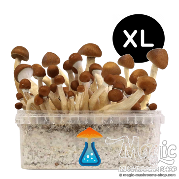 Mexican growkit XL Mexican growkit XL