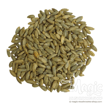 Organic Rye Berries Organic Rye Berries