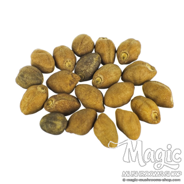 Ololiuqui seeds | Rivea Corymbosa | 20 seeds