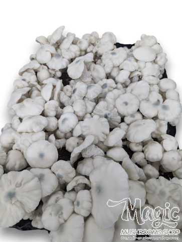 Shakti Psilocybe cubensis