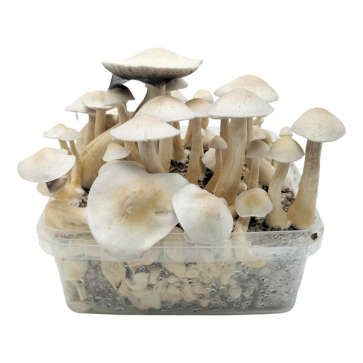 Grow kit extra large 2100cc