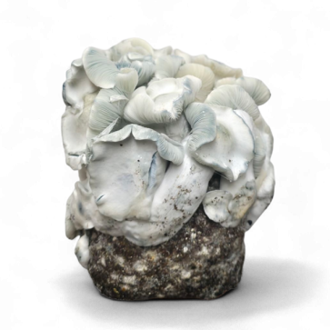 Albino Penis Envy (APE221) Cloud920® XL Ready-to-grow bag