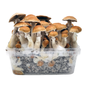 B+ Cloud920 Grow Kit Classic XL