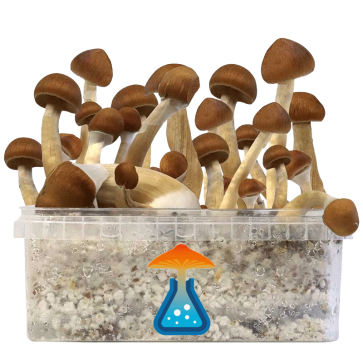 GetMagic Magic Mushroom grow kit XL