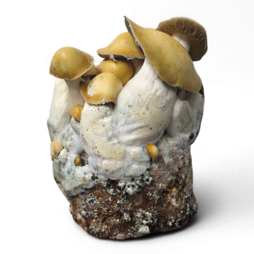 Mac Galactic Cloud920® Ready-to-grow bag