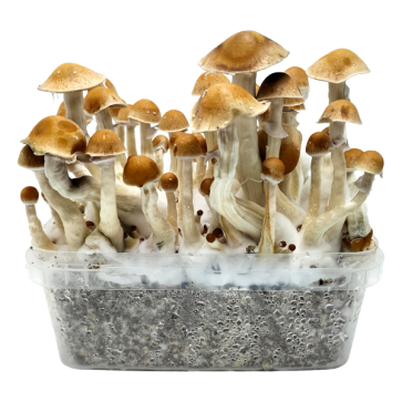 Grow kit extra large 2100cc