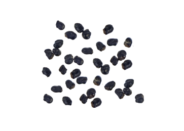 Peyote Cactus Lophophora williamsii | 10 Seeds