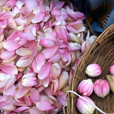 Pink Lotus | Nelumbo Nucifera