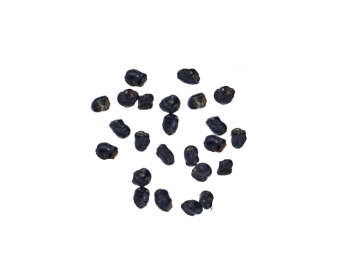 San Pedro Cactus | 20 seeds