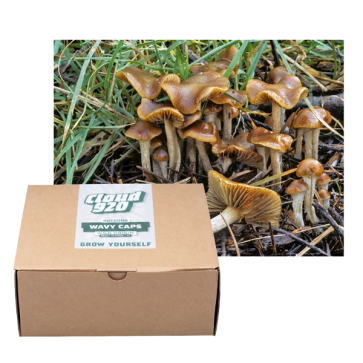 Wavy Caps Outdoor Grow Kit