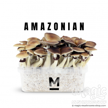 Amazonian PES magic shrooms | Flush