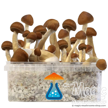 GetMagic Magic Mushroom grow kit XL