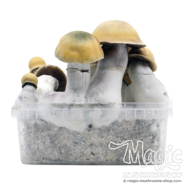 Bluey Vuitton mushroom grow kit