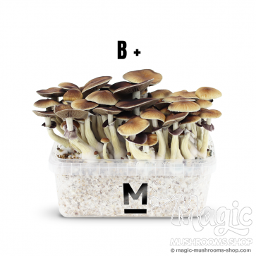 A first flush of the Magic Mushroom Grow Kit B+