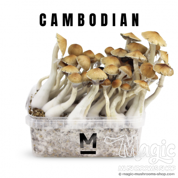 Cambodia Flush