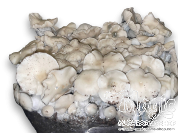 20cc Burma cubensis Spore Syringe with 500 g.p.p. ml