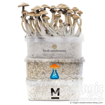 Magic mushroom combi pack