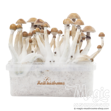 Mexican XP | Fresh Magic Mushrooms Grow Kit