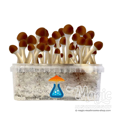 GetMagic Magic Mushroom grow kit 