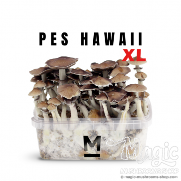 Amazonian PES magic shrooms | Flush