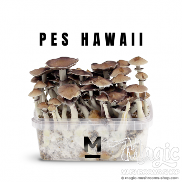 Amazonian PES magic shrooms | Flush