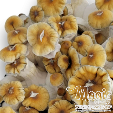 20cc Burma cubensis Spore Syringe with 500 g.p.p. ml