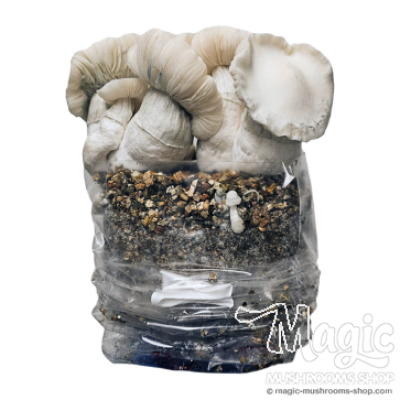 Jack Frost Cloud920® XL Ready-to-grow bag