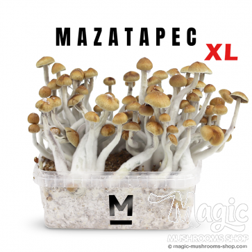 Mexican XL growbox mushrooms