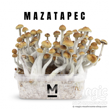 A first flush of the Magic Mushroom Grow Kit Mazatapec
